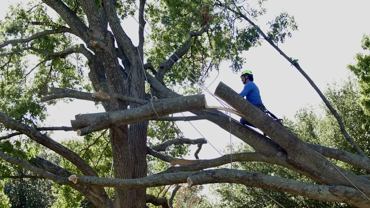 Professional Crown Thinning performed by certified arborists in Saint Albans